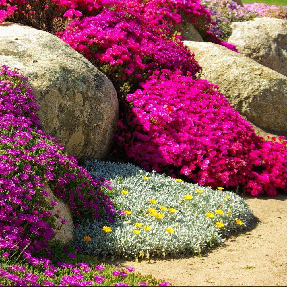 Delosperma jewel of desert opale - Image 2