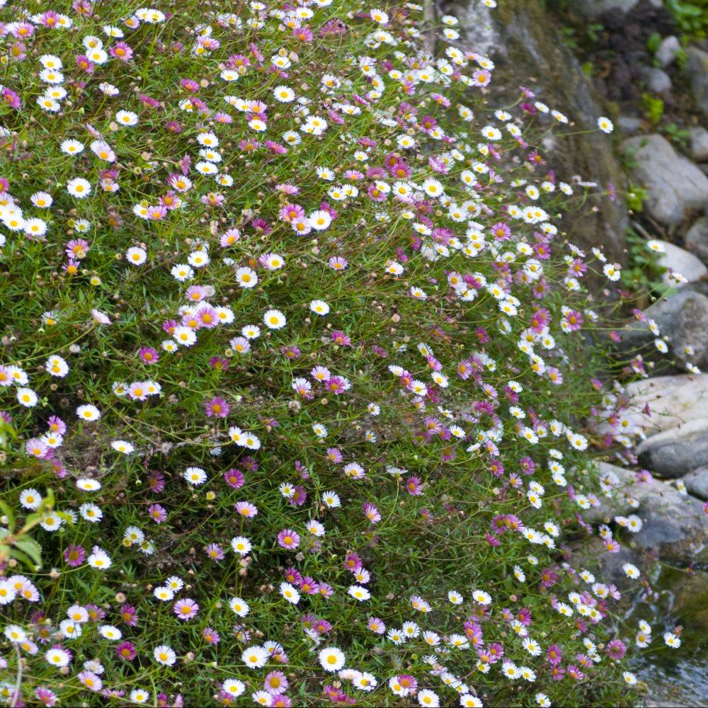 Erigeron karvinskianus - Image 7