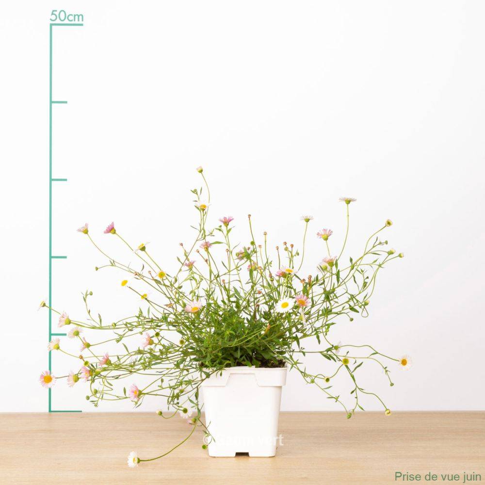 Erigeron karvinskianus - Image 3