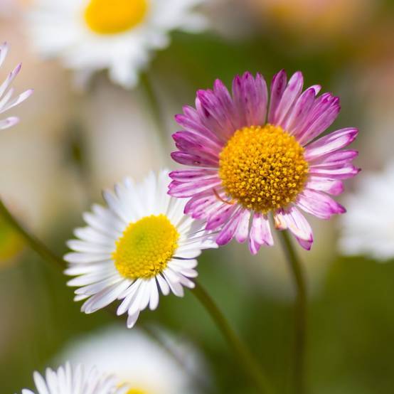 Erigeron karvinskianus - Image 4