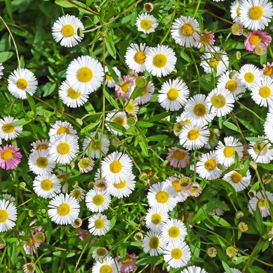 Erigeron karvinskianus - Image 2