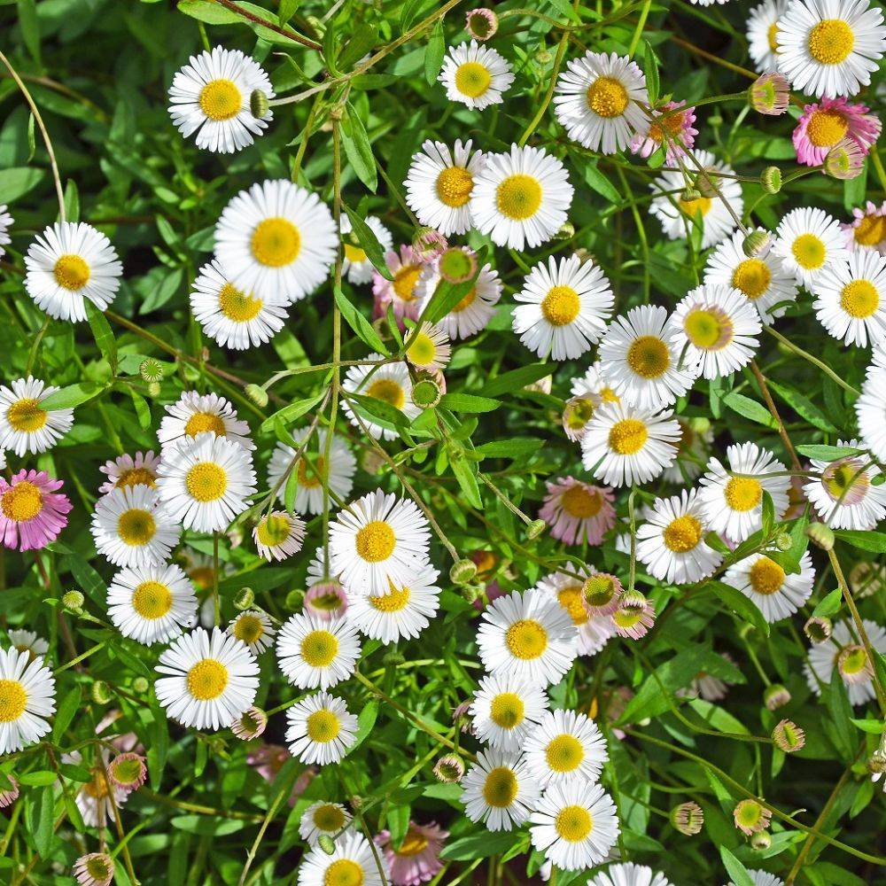 Erigeron karvinskianus - Image 2