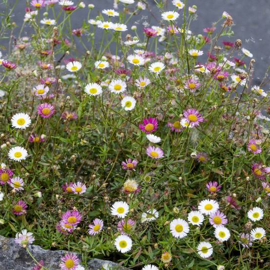 Erigeron karvinskianus - Image 1