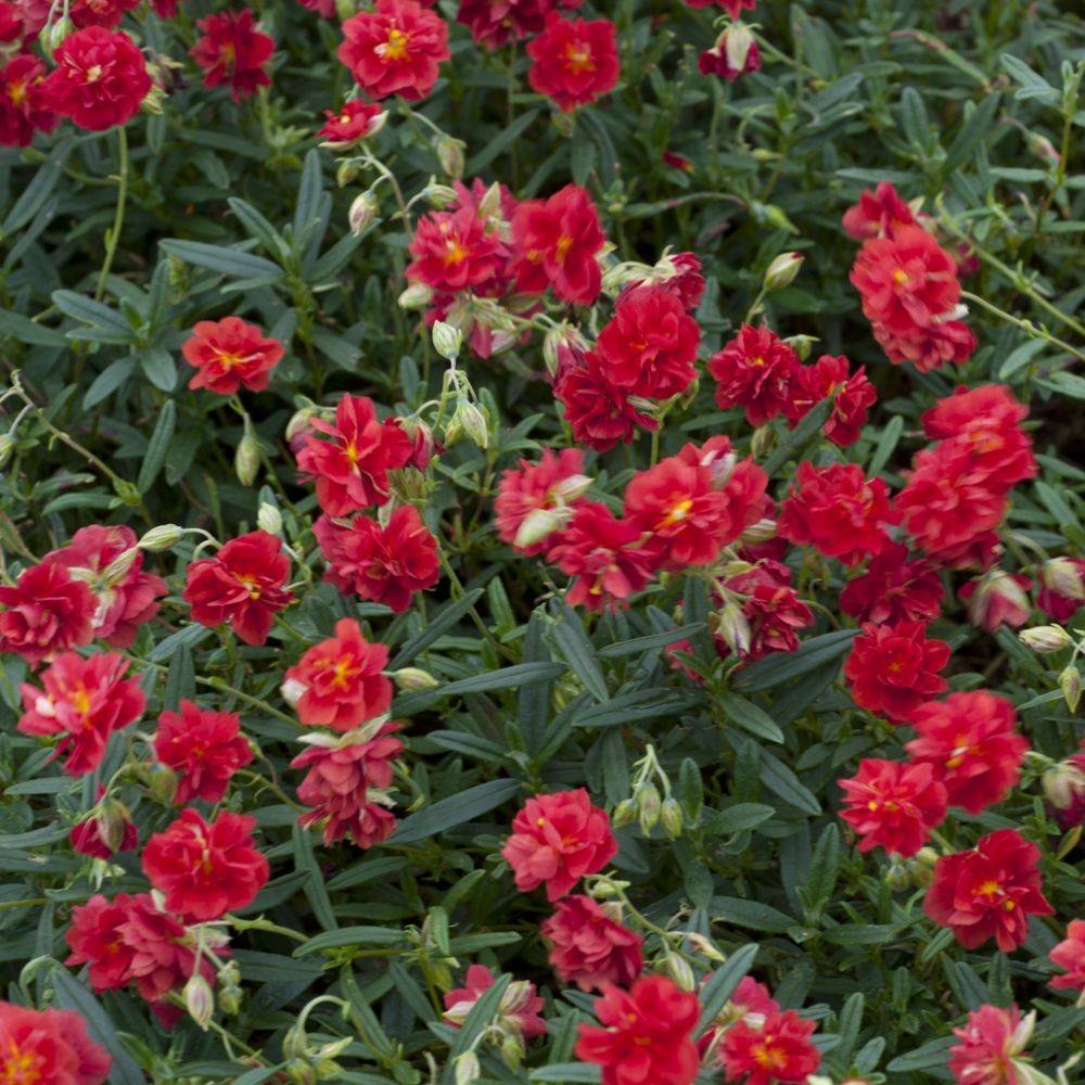 Heliantheme rouge double - Helianthemum Rubra Plena