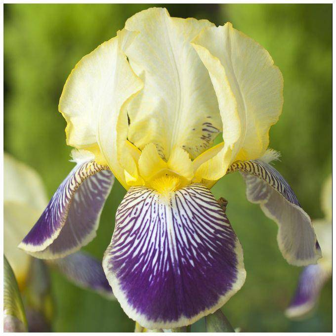 Iris Stellata - Image 2