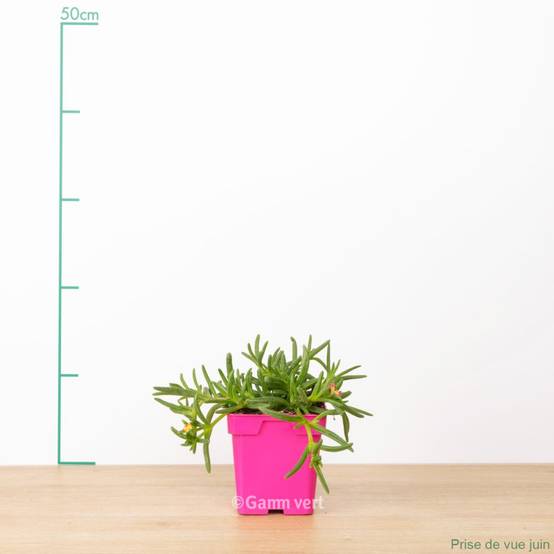 Delosperma WoW Hotpink Wonder ® - Image 1