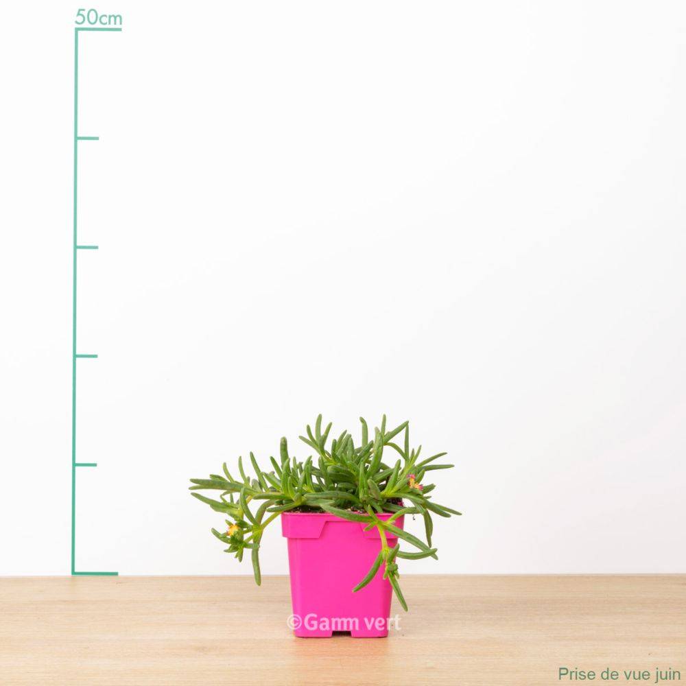 Delosperma WoW Hotpink Wonder ® - Image 1