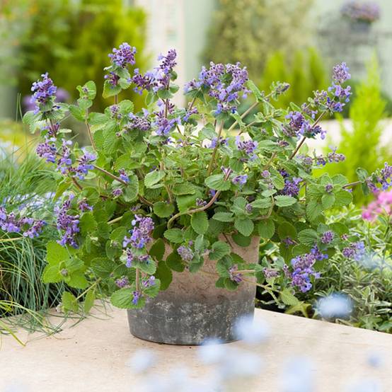 Nepeta mussinii - Image 2