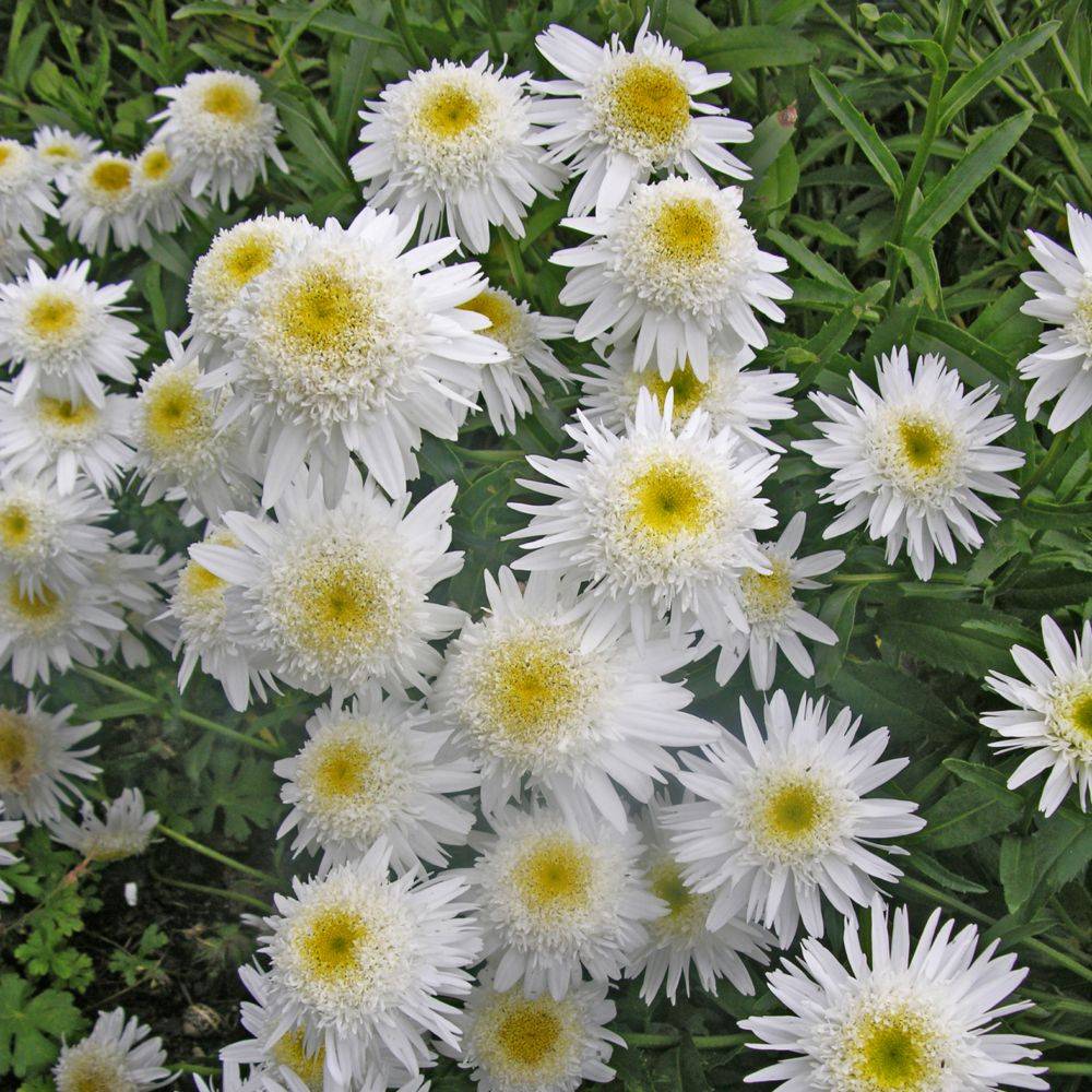 Marguerite Crazy Daisy