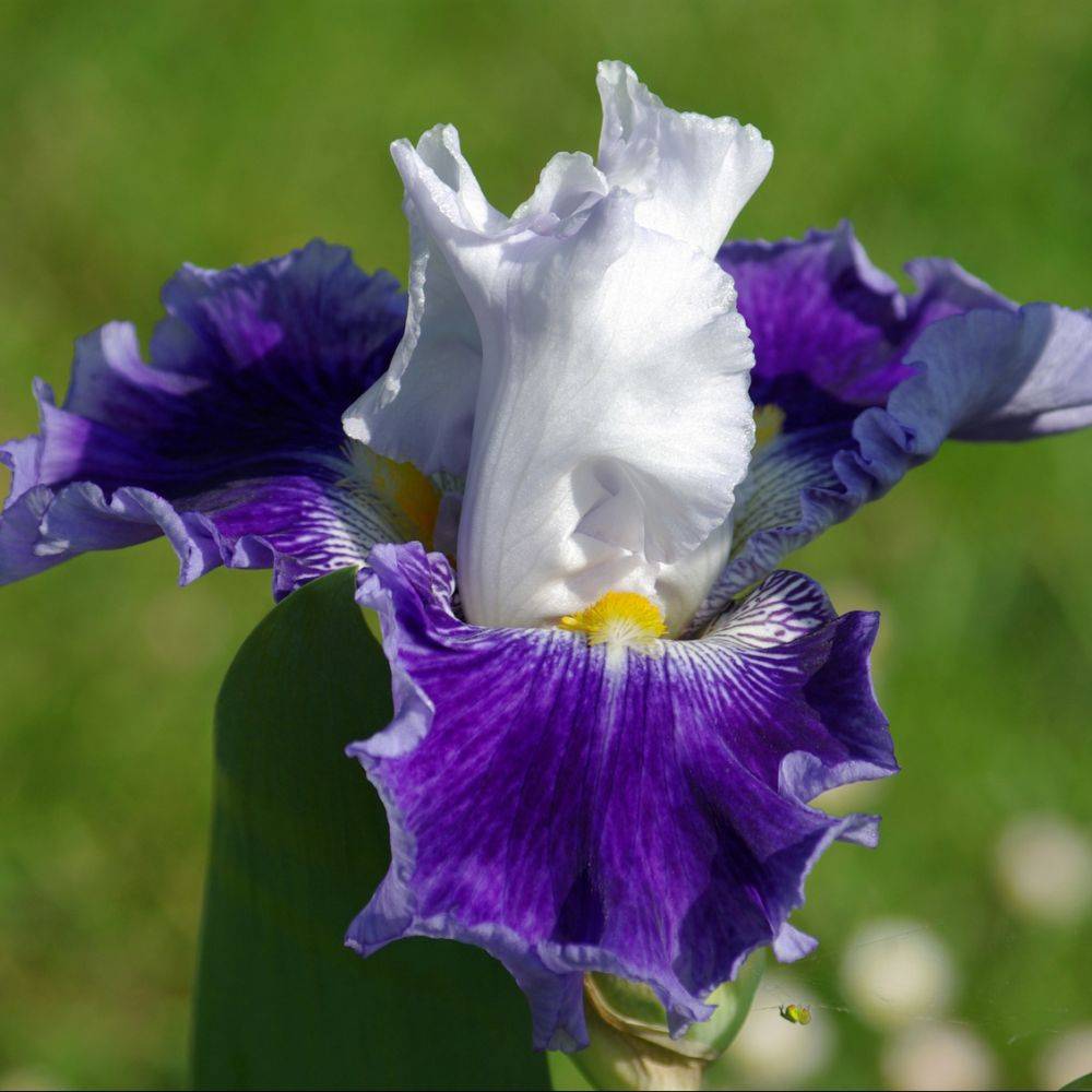 Iris germanica night edition - Image 1