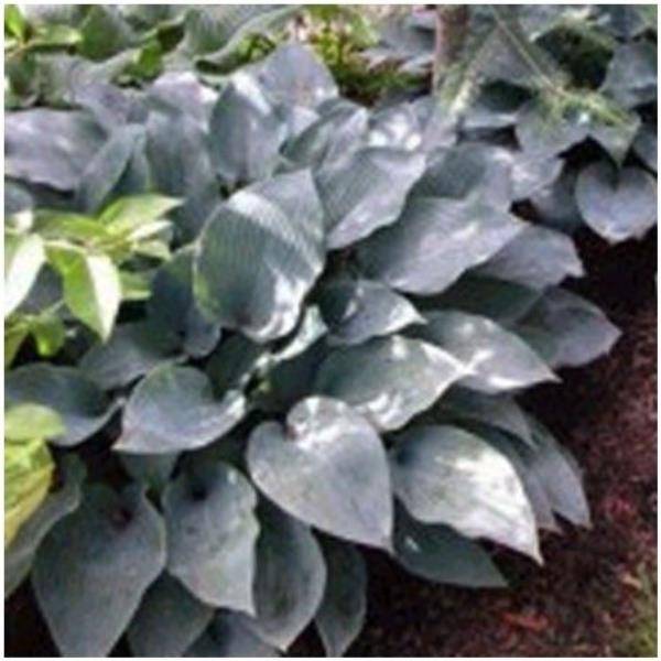 Hosta halcyon - sieboldiana elegans lot de 3