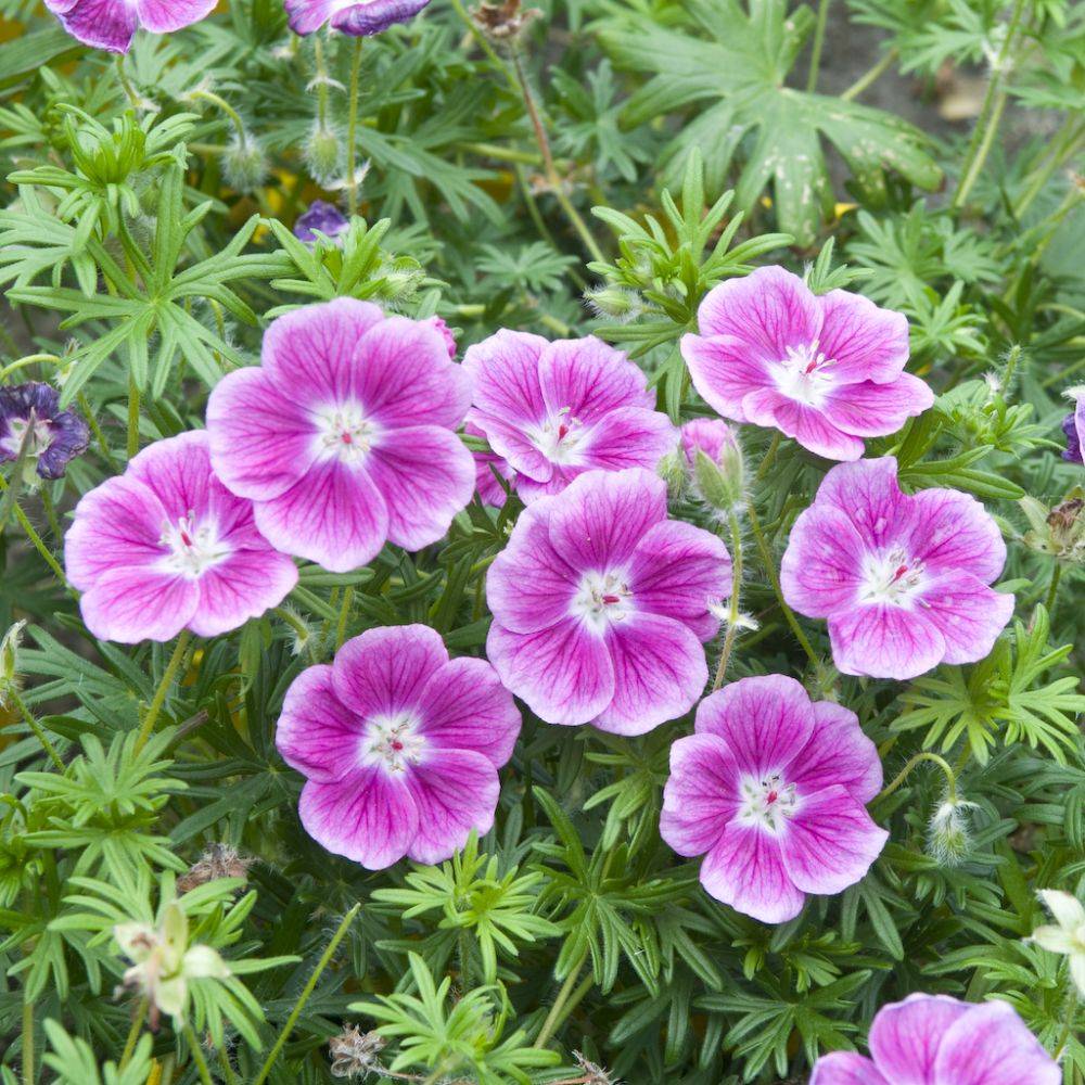 Geranium vivace 'Elke ®' - Image 2