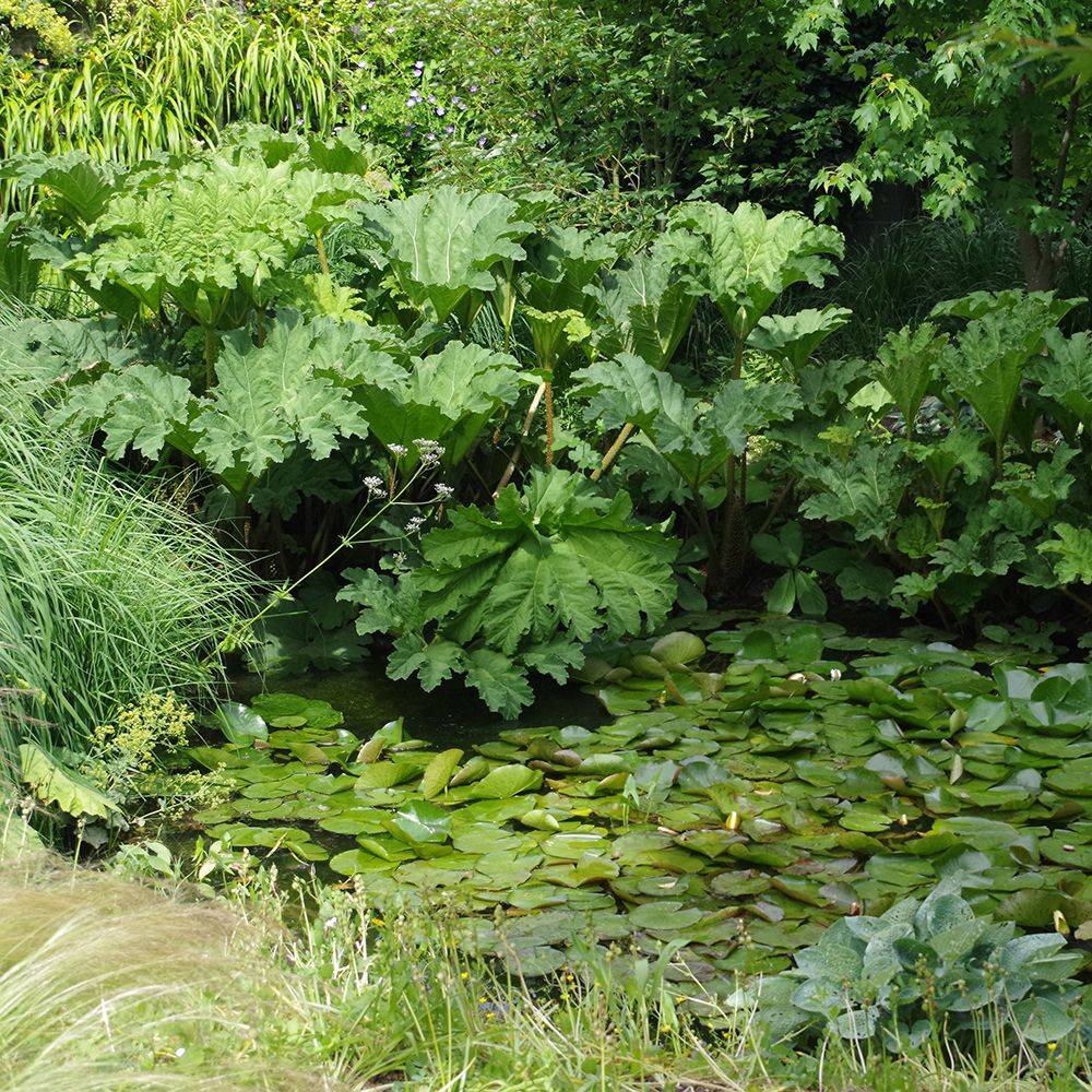 Gunnera manicata