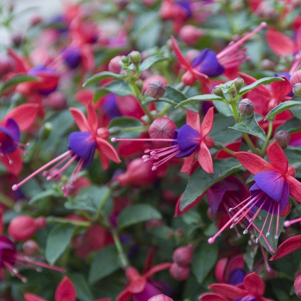 Fuchsia tom thumb