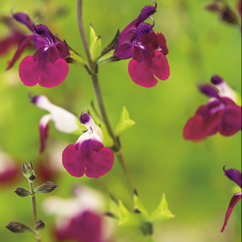 SALVIA greggii 'Amethyst Lips' en pot de 4 litres rond carré - Image 1