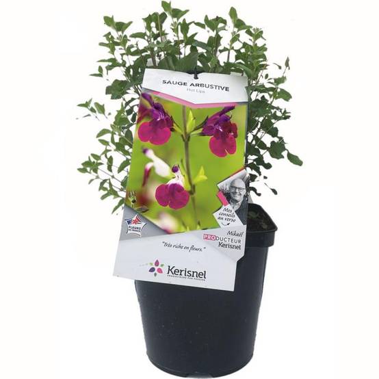 SALVIA greggii 'Amethyst Lips' en pot de 4 litres rond carré - Image 2