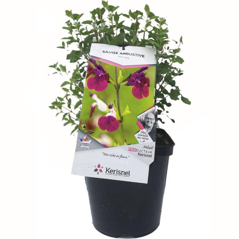 SALVIA greggii 'Amethyst Lips' en pot de 4 litres rond carré - Image 2