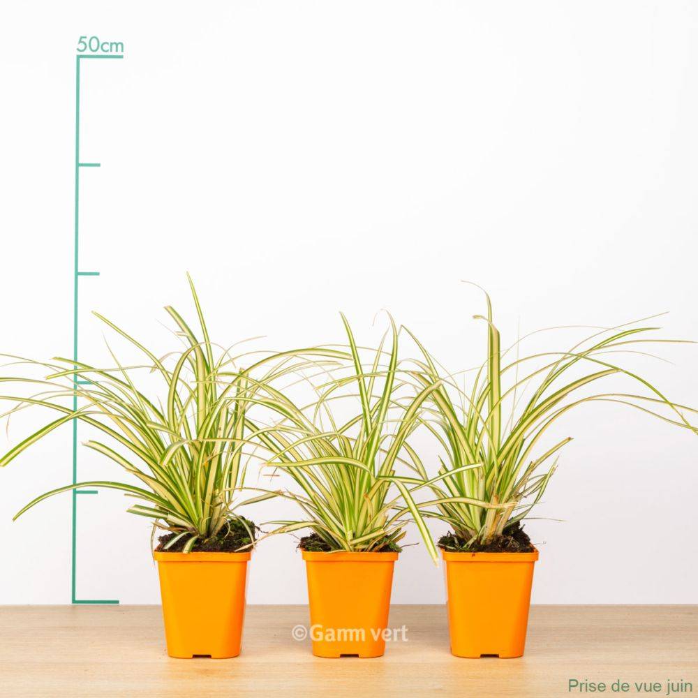 Carex oshimensis evergold lot de 3 - Image 2