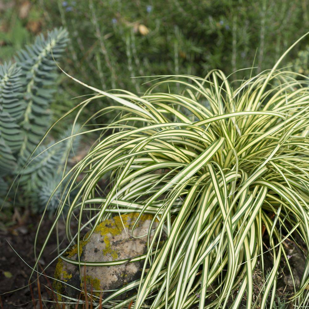 Carex oshimensis evergold lot de 3 - Image 3