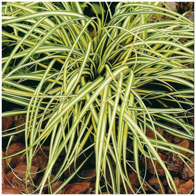 Carex oshimensis evergold lot de 3 - Image 1