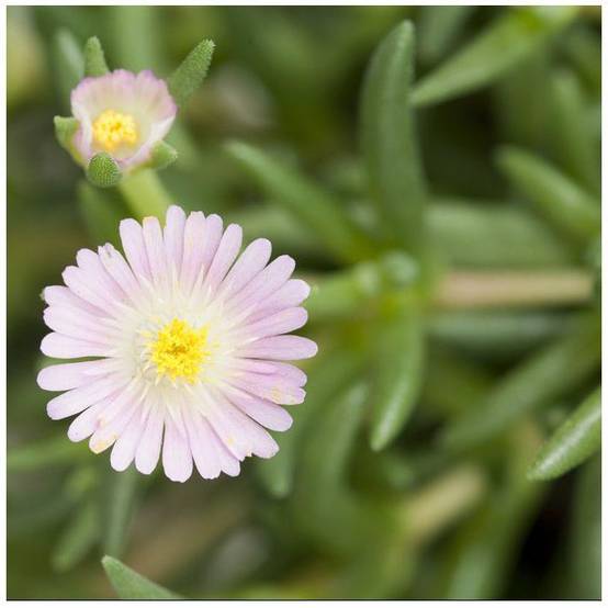 Delosperma jewel of desert rosequart - Image 3