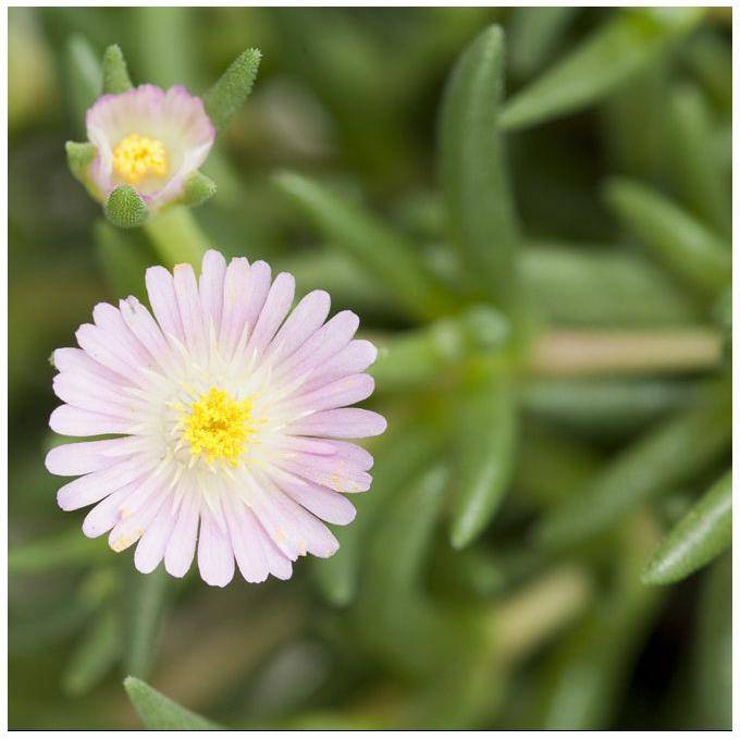 Delosperma jewel of desert rosequart - Image 3
