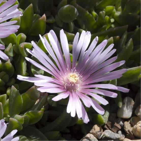 Delosperma jewel of desert rosequart - Image 2