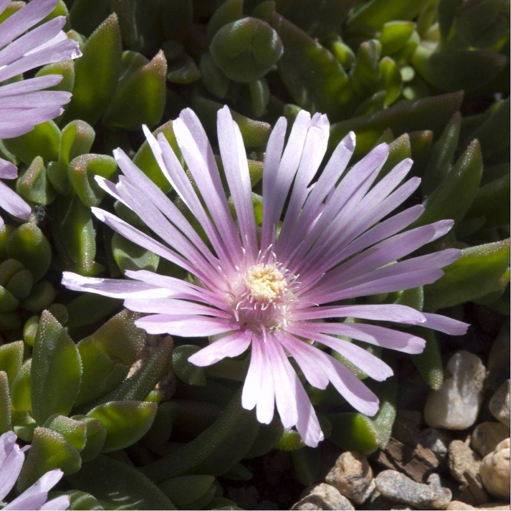 Delosperma jewel of desert rosequart - Image 2