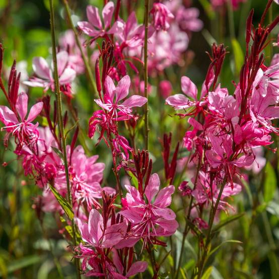 Gaura lindheimeri gaudi red ® lot de 3