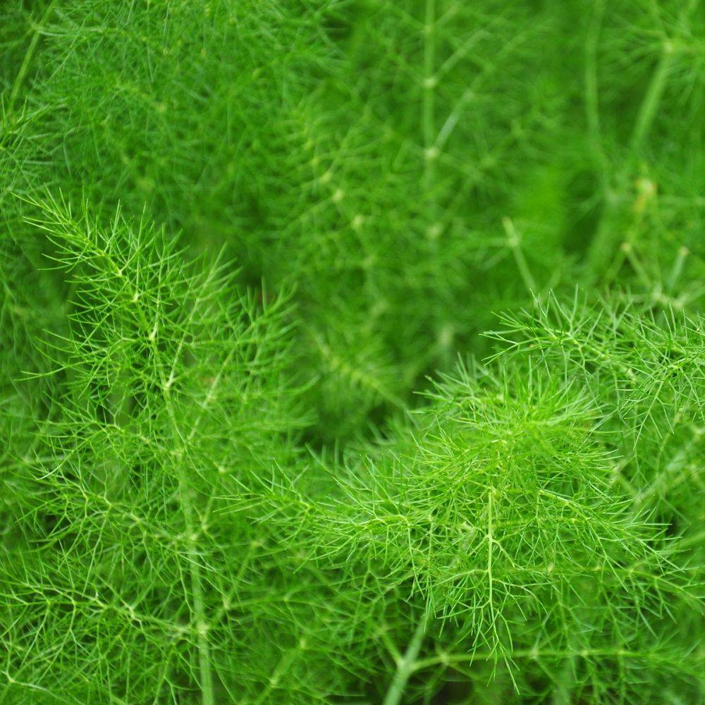 Fenouil
