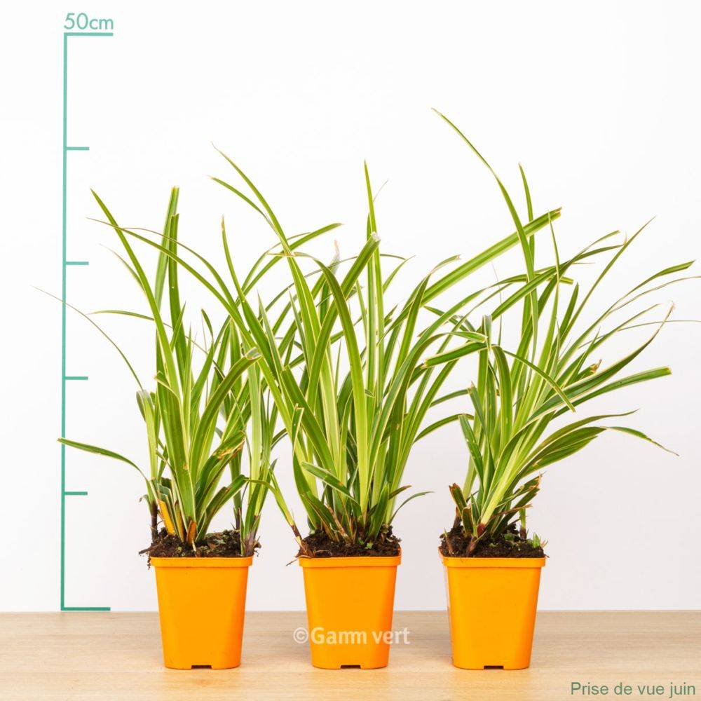 Carex morrowii ice dance lot de 3 - Image 1