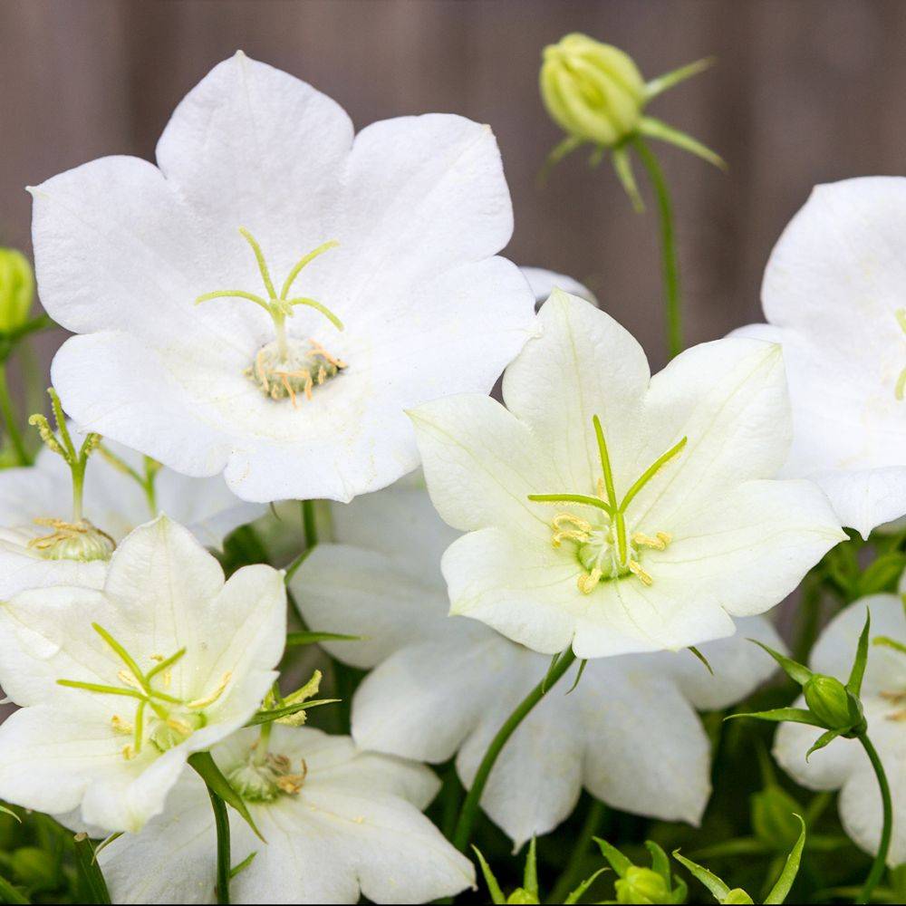 Campanula carpatica alba - Image 1