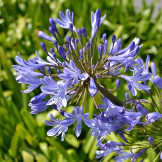 Agapanthus africanus - Agapanthe