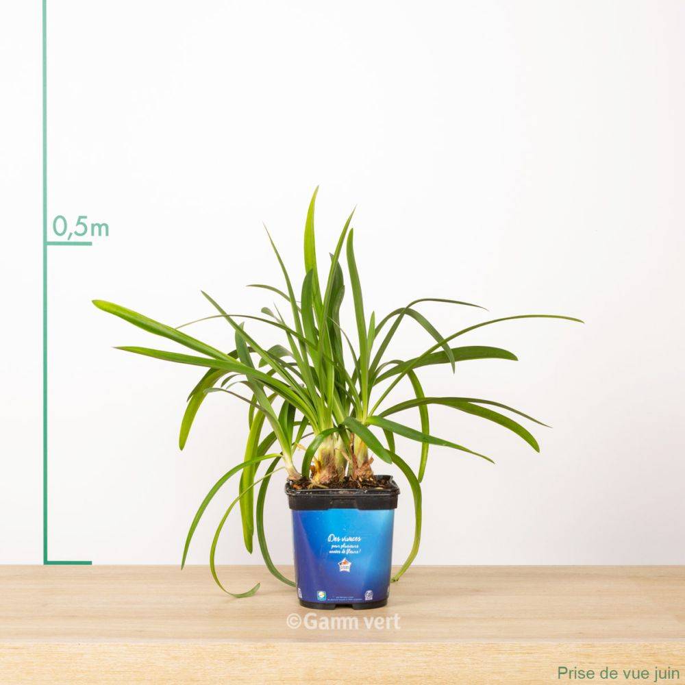 Agapanthus africanus - Agapanthe - Image 2
