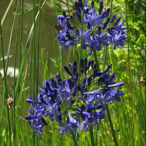 Agapanthe Northern Star® - Image 1