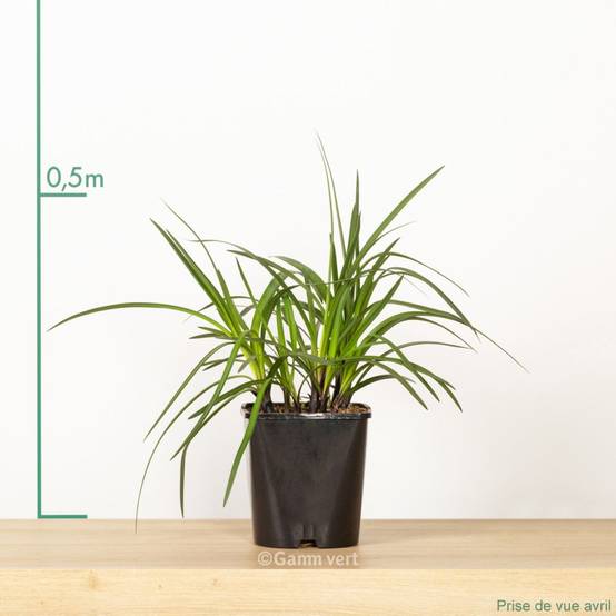 Agapanthe Northern Star® - Image 4