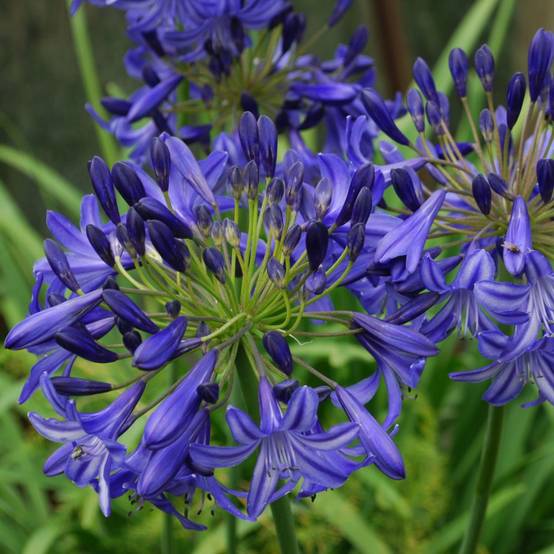 Agapanthe Northern Star® - Image 3