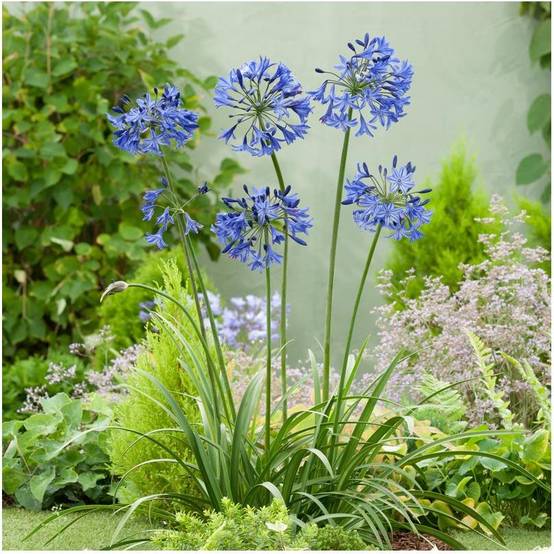 Agapanthe Northern Star® - Image 5