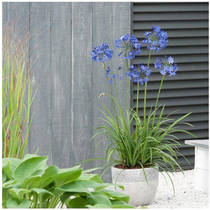 Agapanthe Northern Star® - Image 2