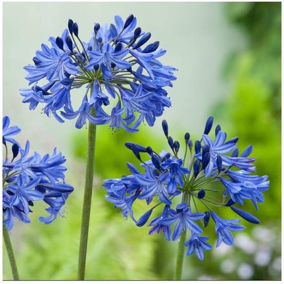 Agapanthe Northern Star® - Image 6