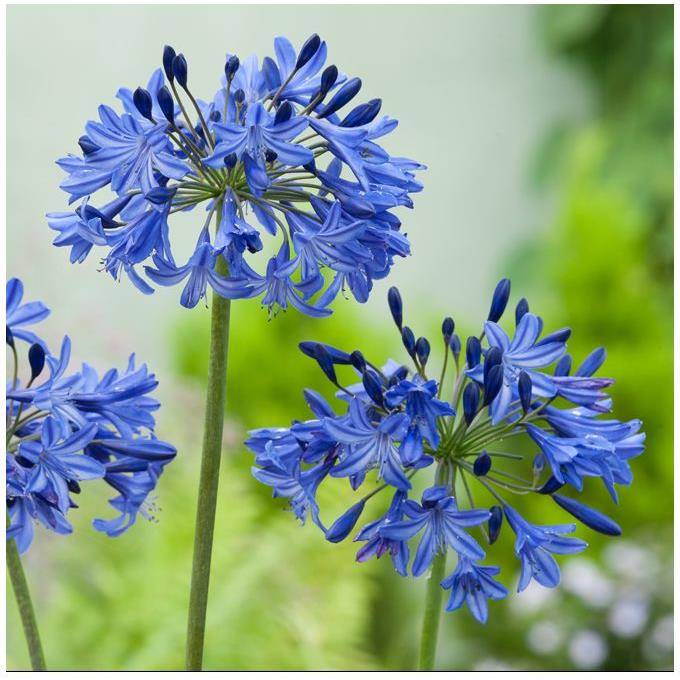 Agapanthe Northern Star® - Image 6
