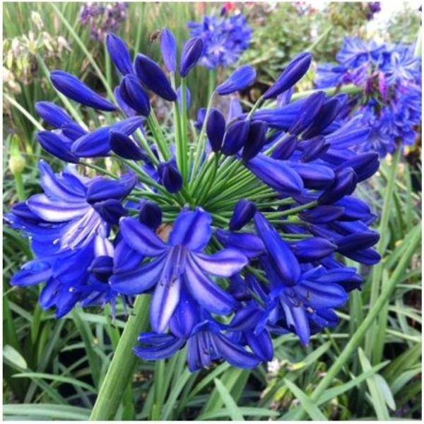 Agapanthe Northern Star® - Image 7
