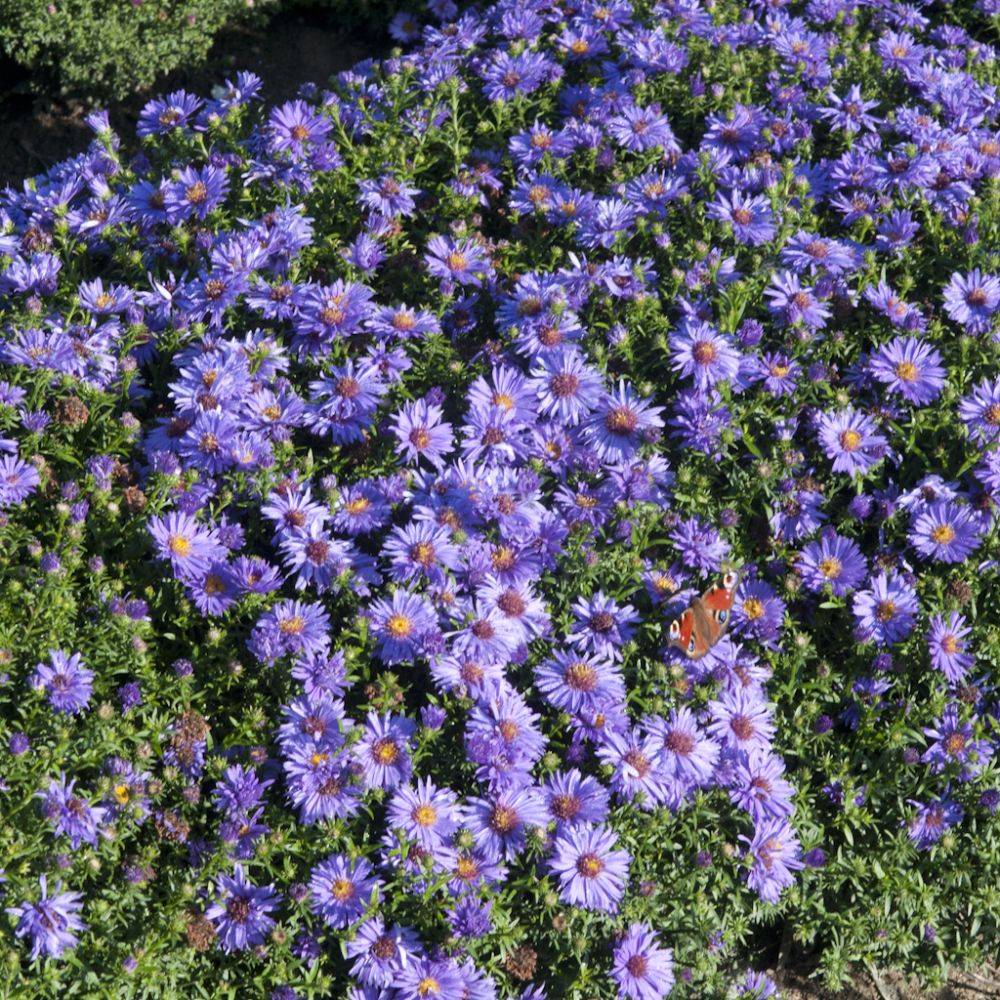 Aster nain d'automne 'Augenweide' lot de 3