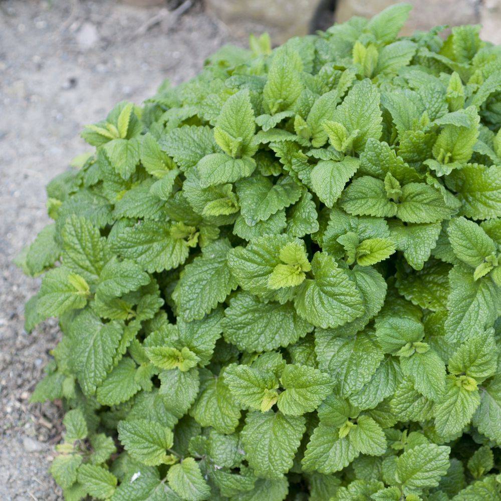 Mélisse citronnelle, le lot de 3 - Image 2