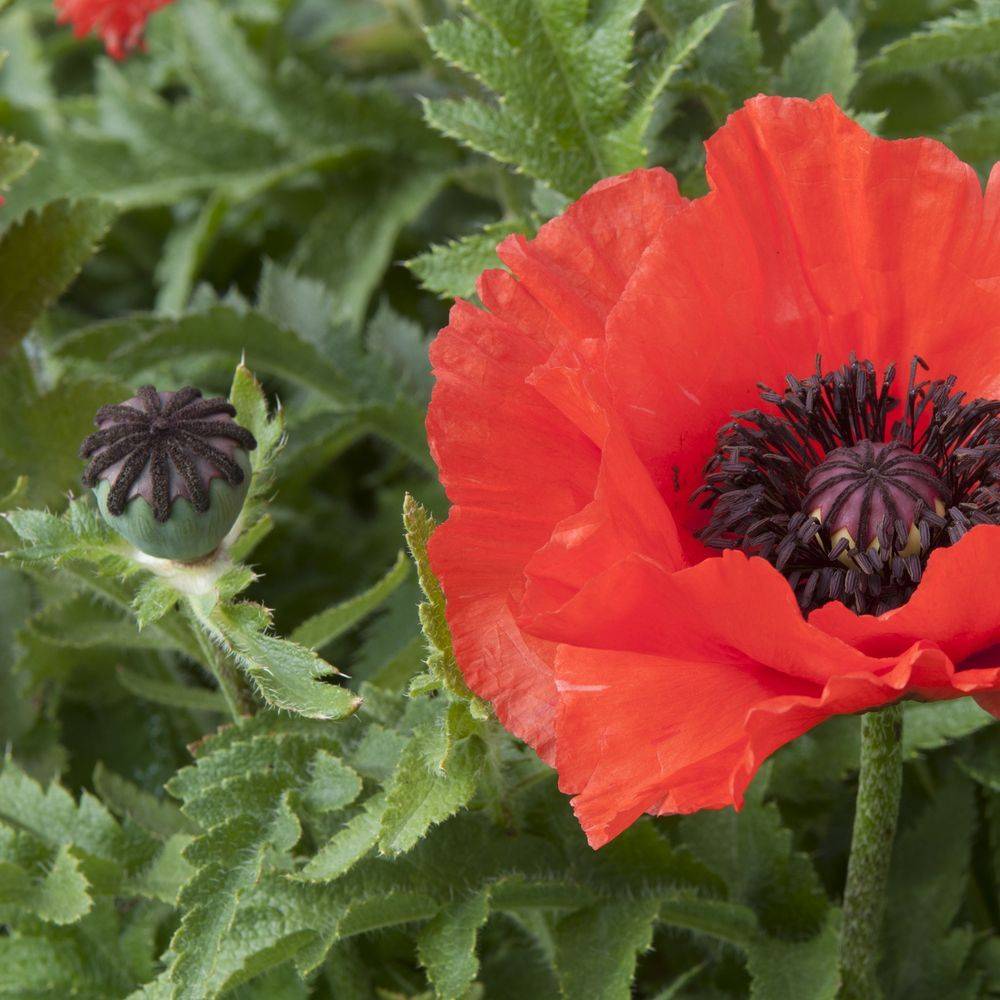 Papaver orientalis rouge lot de 3