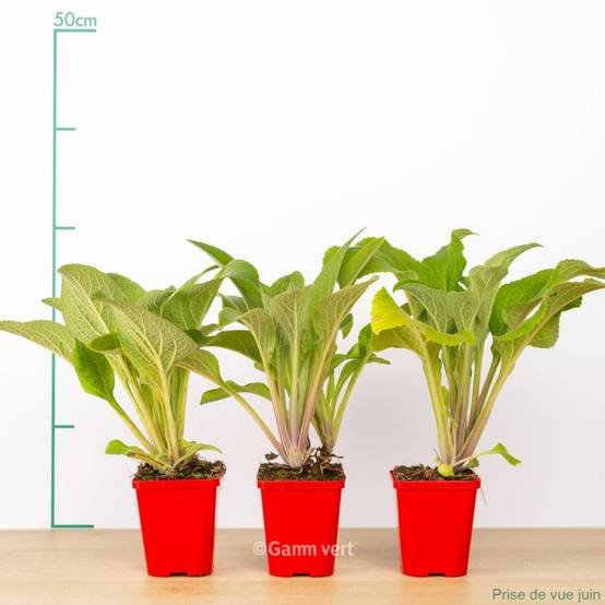 Digitalis mertonensis - Image 1