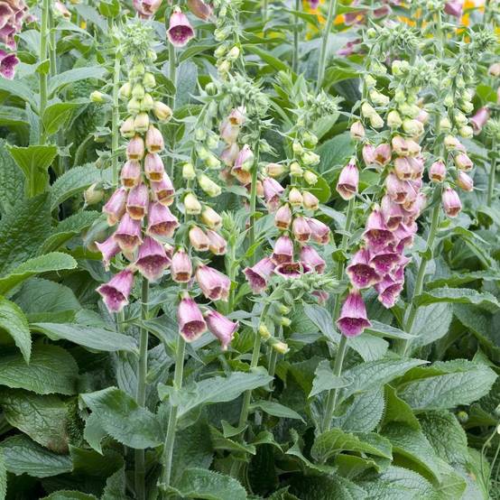 Digitalis mertonensis - Image 2