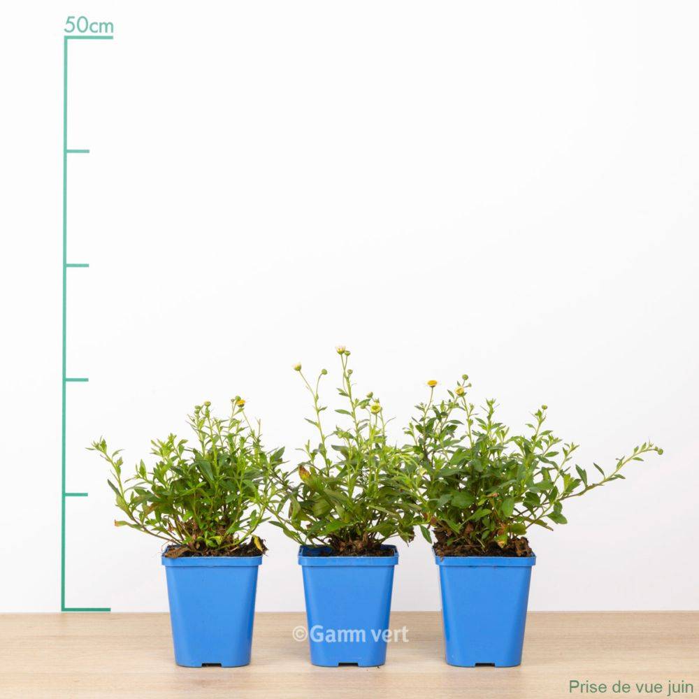 Erigeron karvinskianus lot de 3 - Image 1