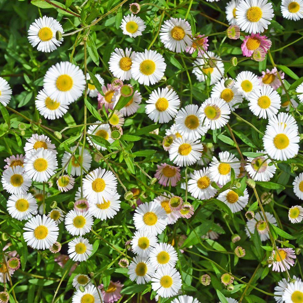 Erigeron karvinskianus lot de 3 - Image 6