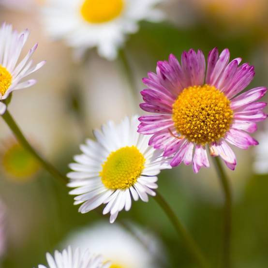 Erigeron karvinskianus lot de 3 - Image 2